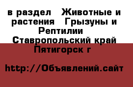  в раздел : Животные и растения » Грызуны и Рептилии . Ставропольский край,Пятигорск г.